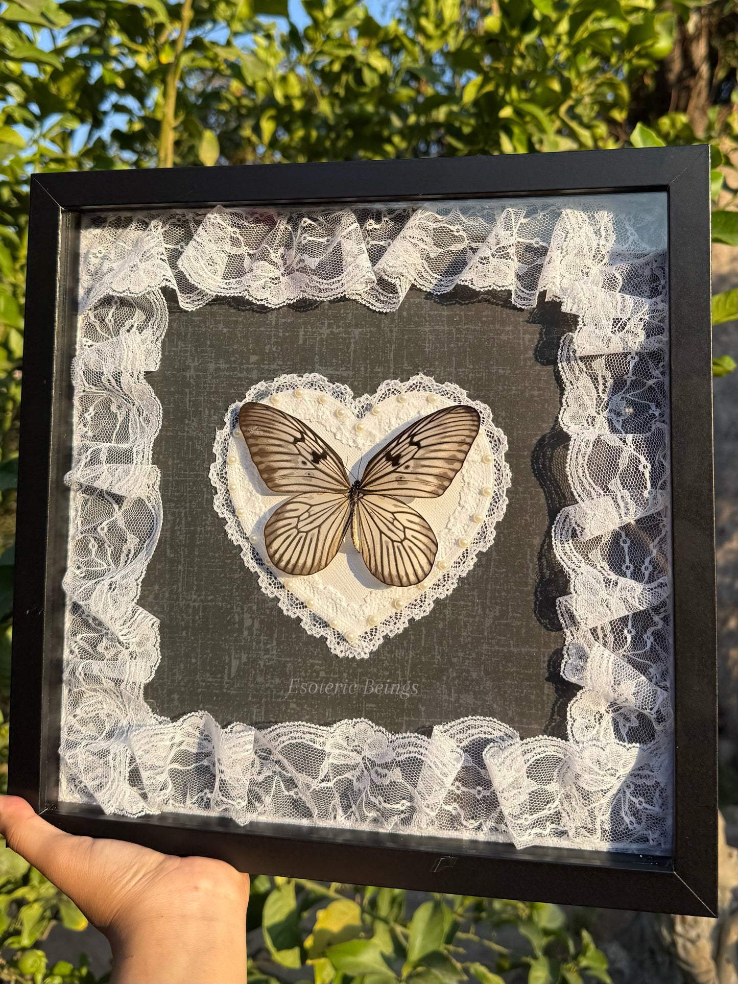 Idea Blanchardi, White Ghost Butterfly
