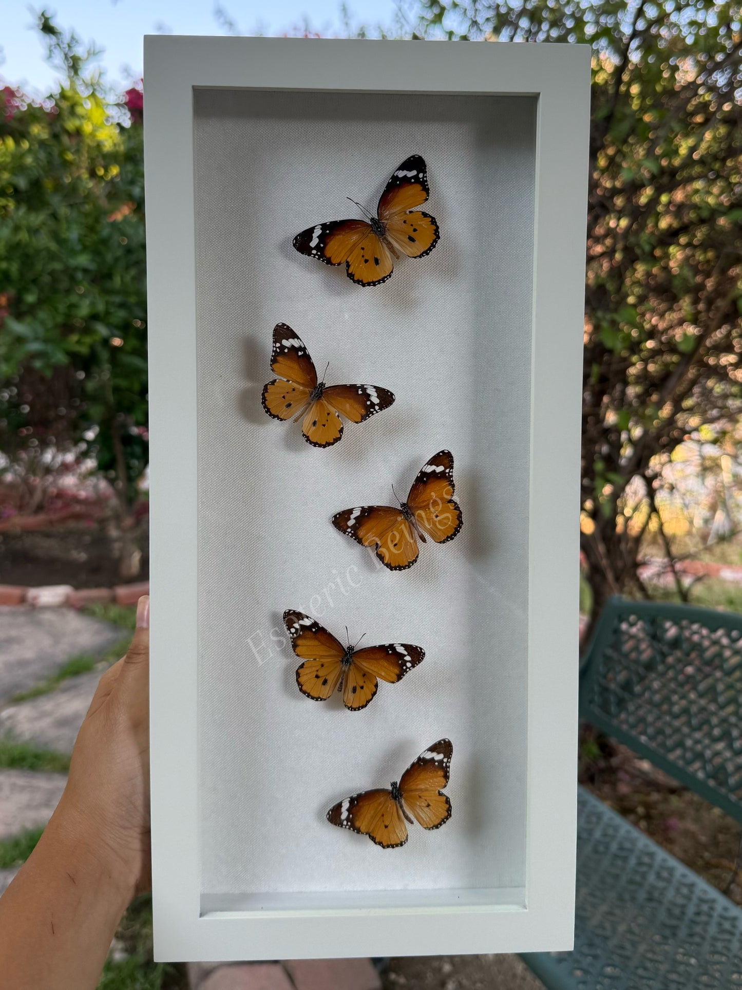 Danaus Chrysippus, African Monarch Butterfly