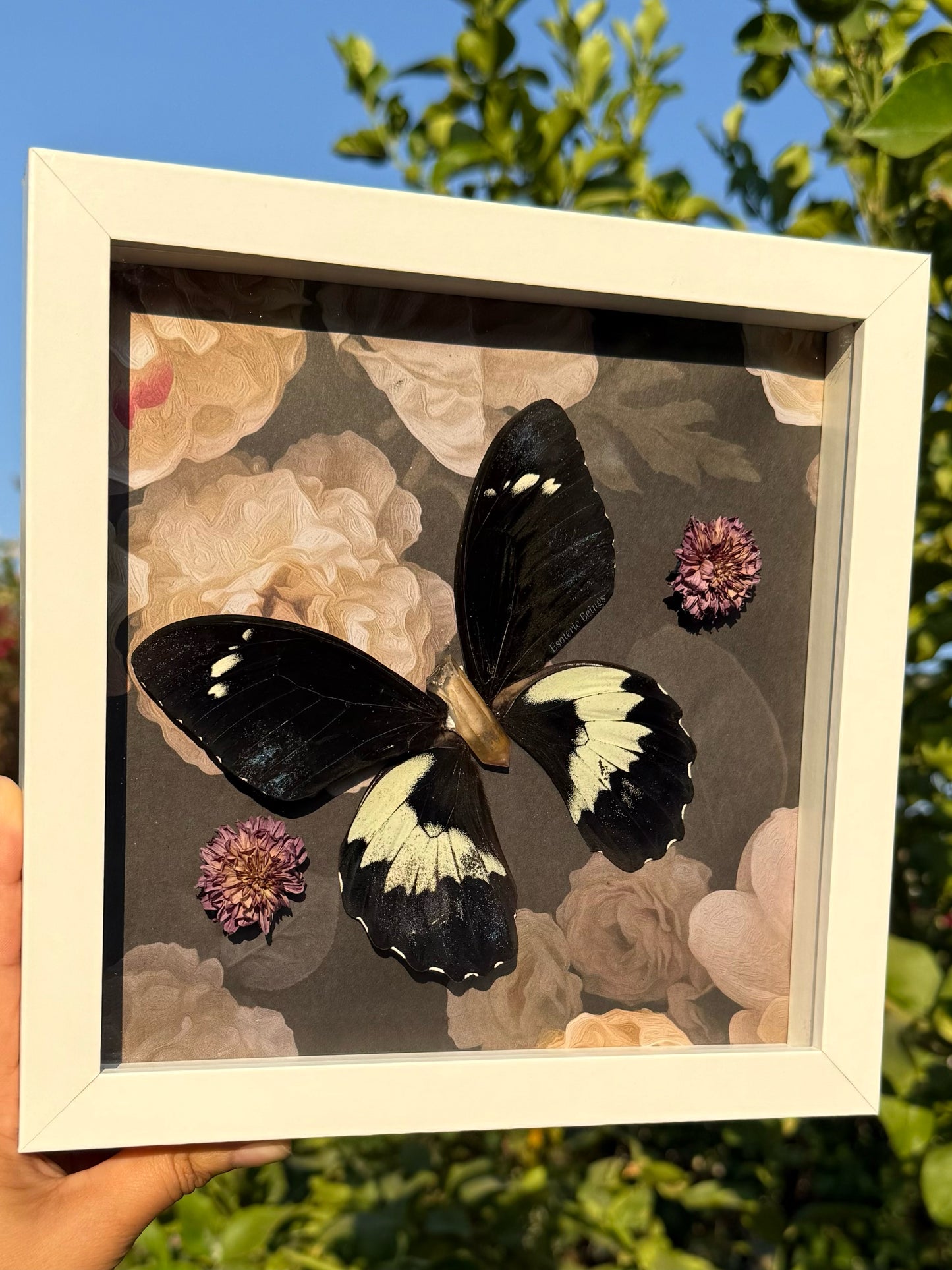 Papilio Gambrisius Colossus, Giant Black Swallowtail