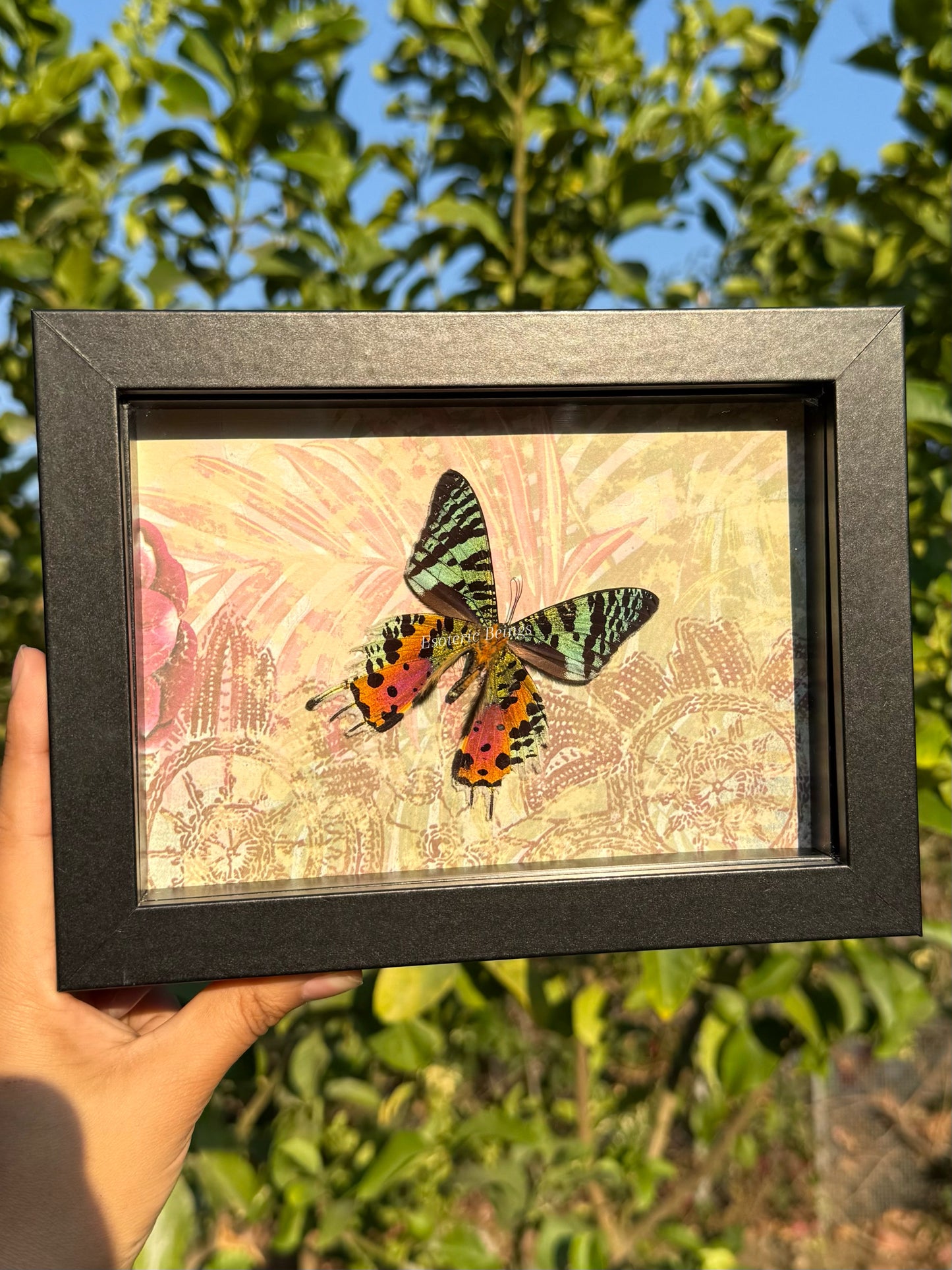 Urania Ripheus, Madagascar Sunset Moth