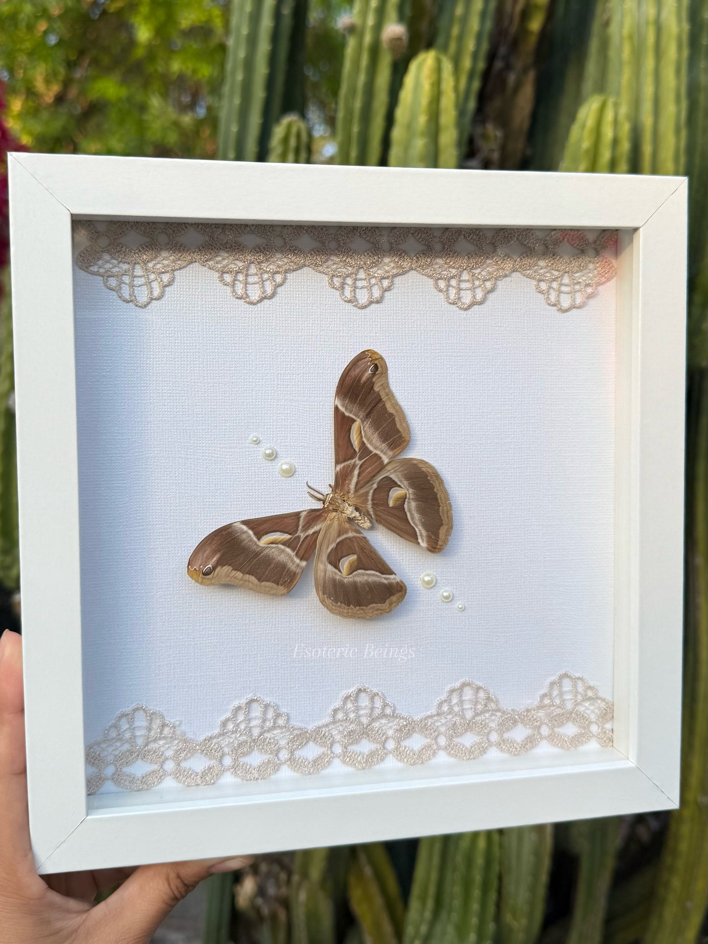 Samia Ricini, Eri Silk Moth