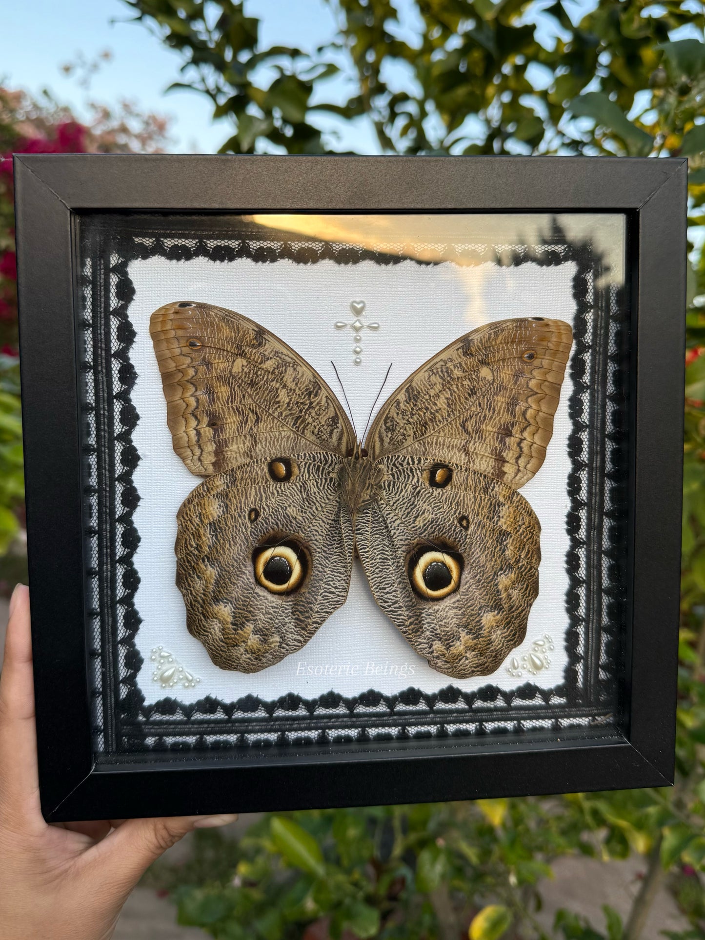 Caligo Eurilochus, Giant Owl Butterfly