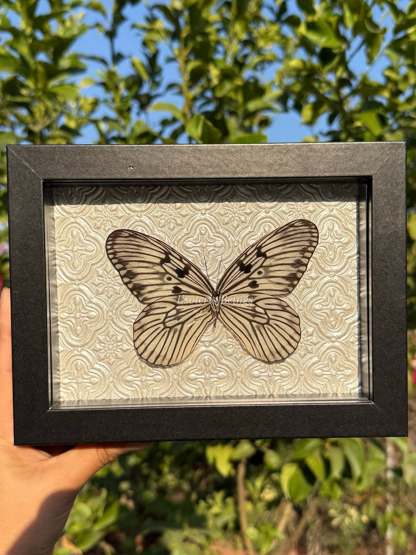 Idea Blanchardi, White Ghost Butterfly