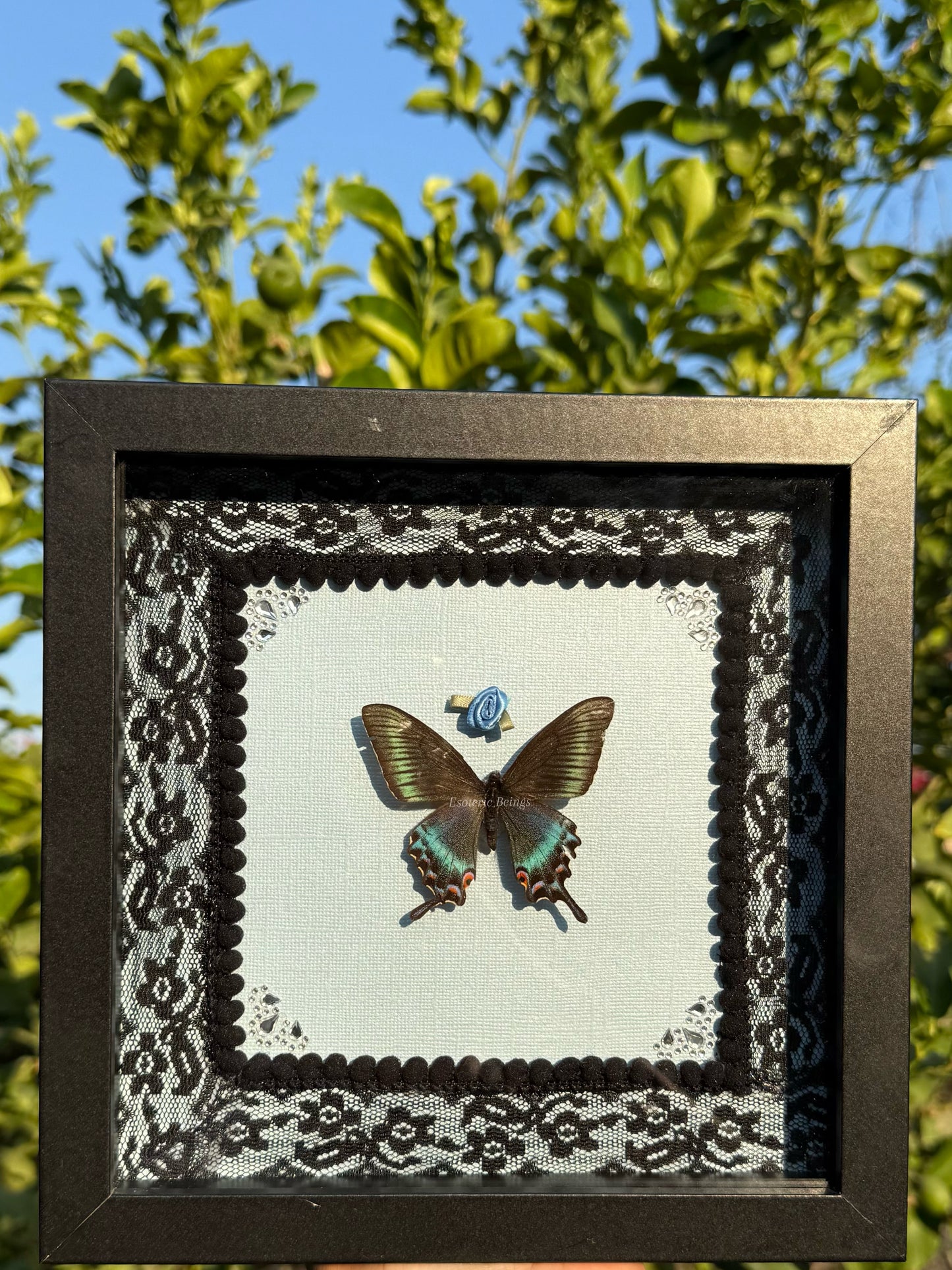 Papilio Maackii, Alpine Black Swallowtail