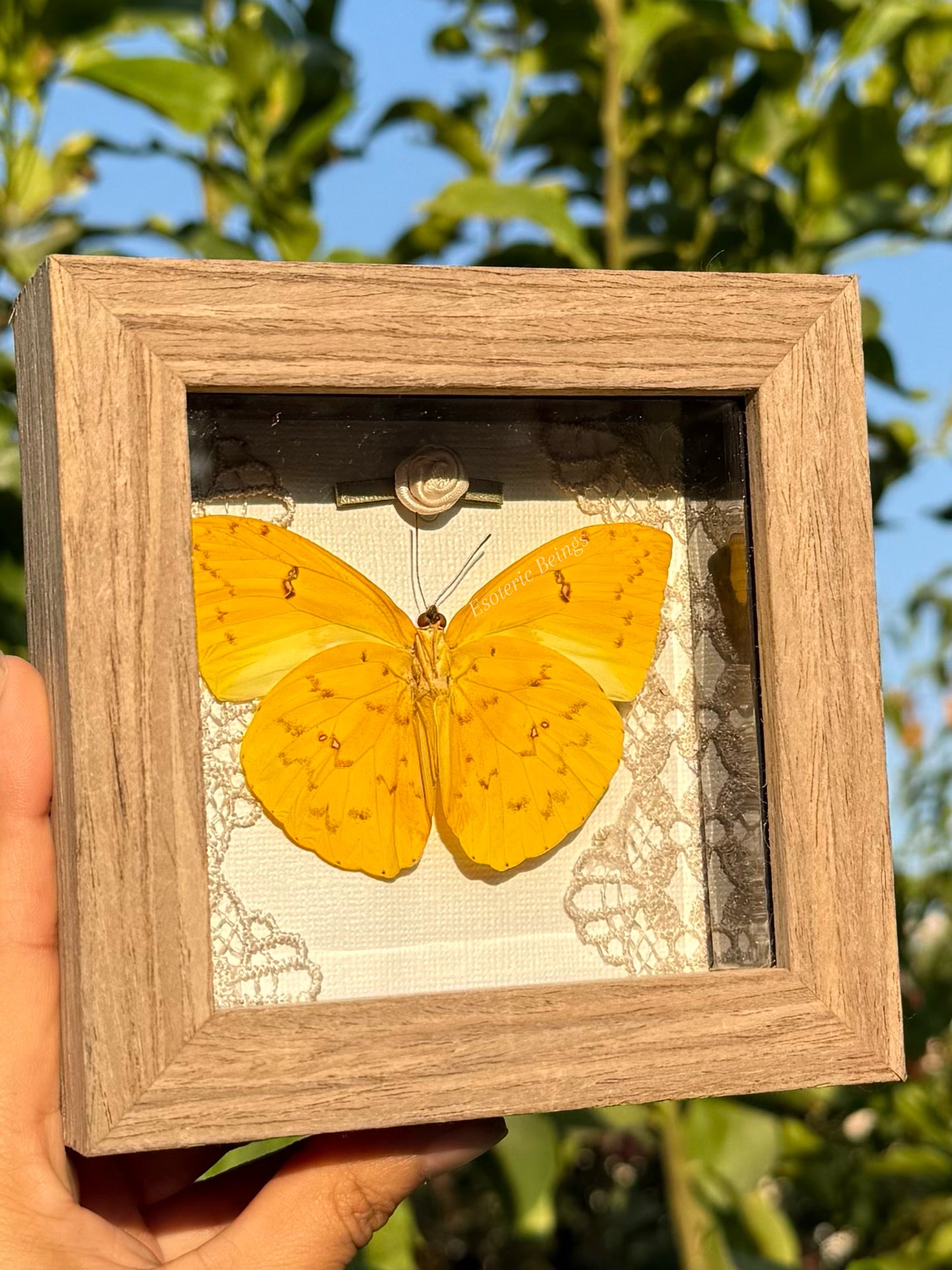Phoebis Philea, Orange-Barred Sulphur