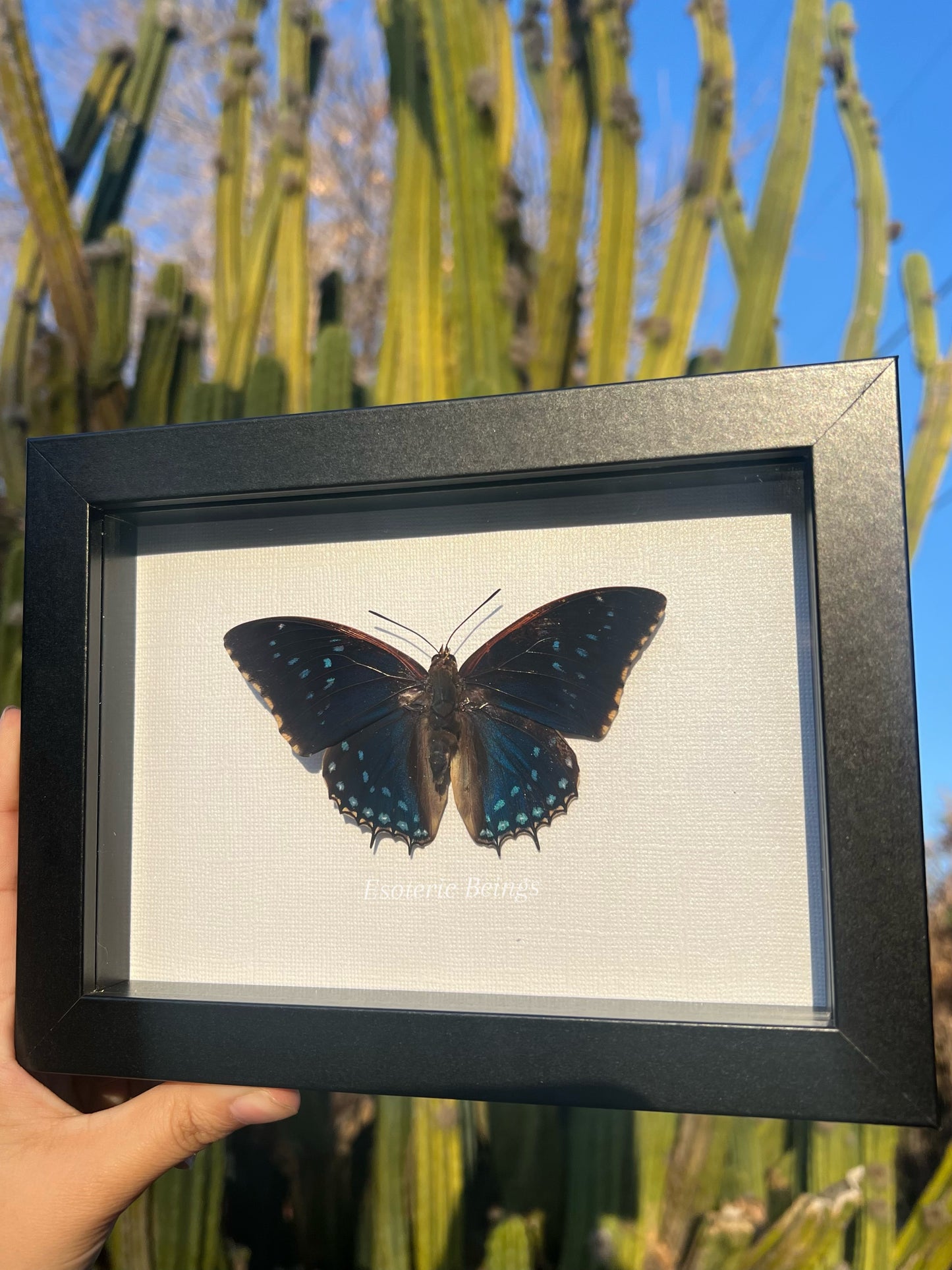 Charaxes tiridates STARRY NIGHT Butterfly Blue Africa