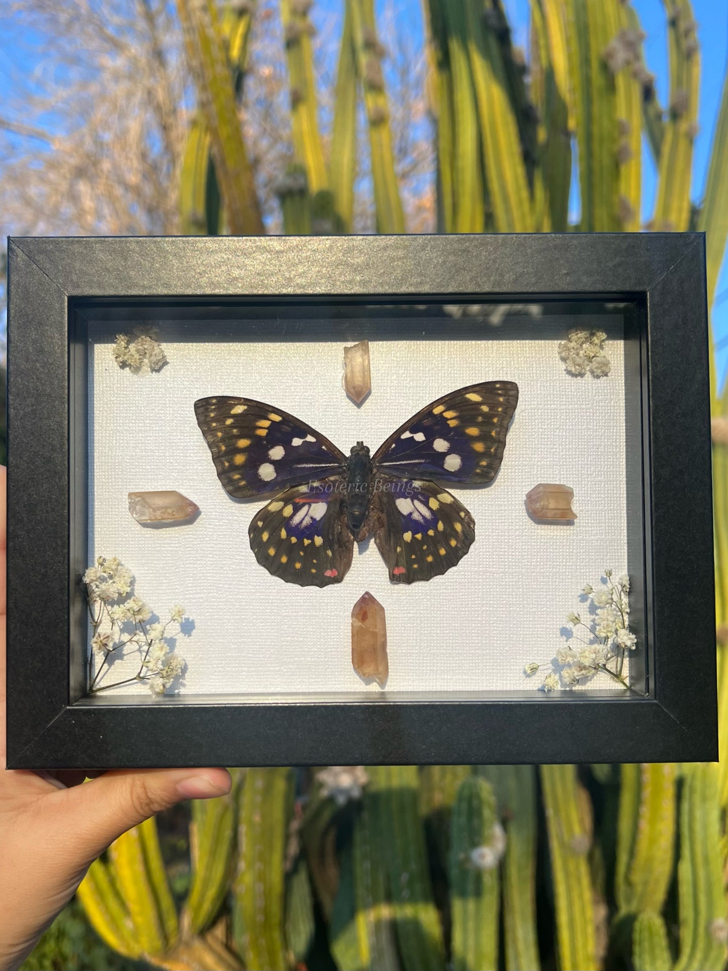 Sacred Sasakia Charonda the "Great Purple Emperor"