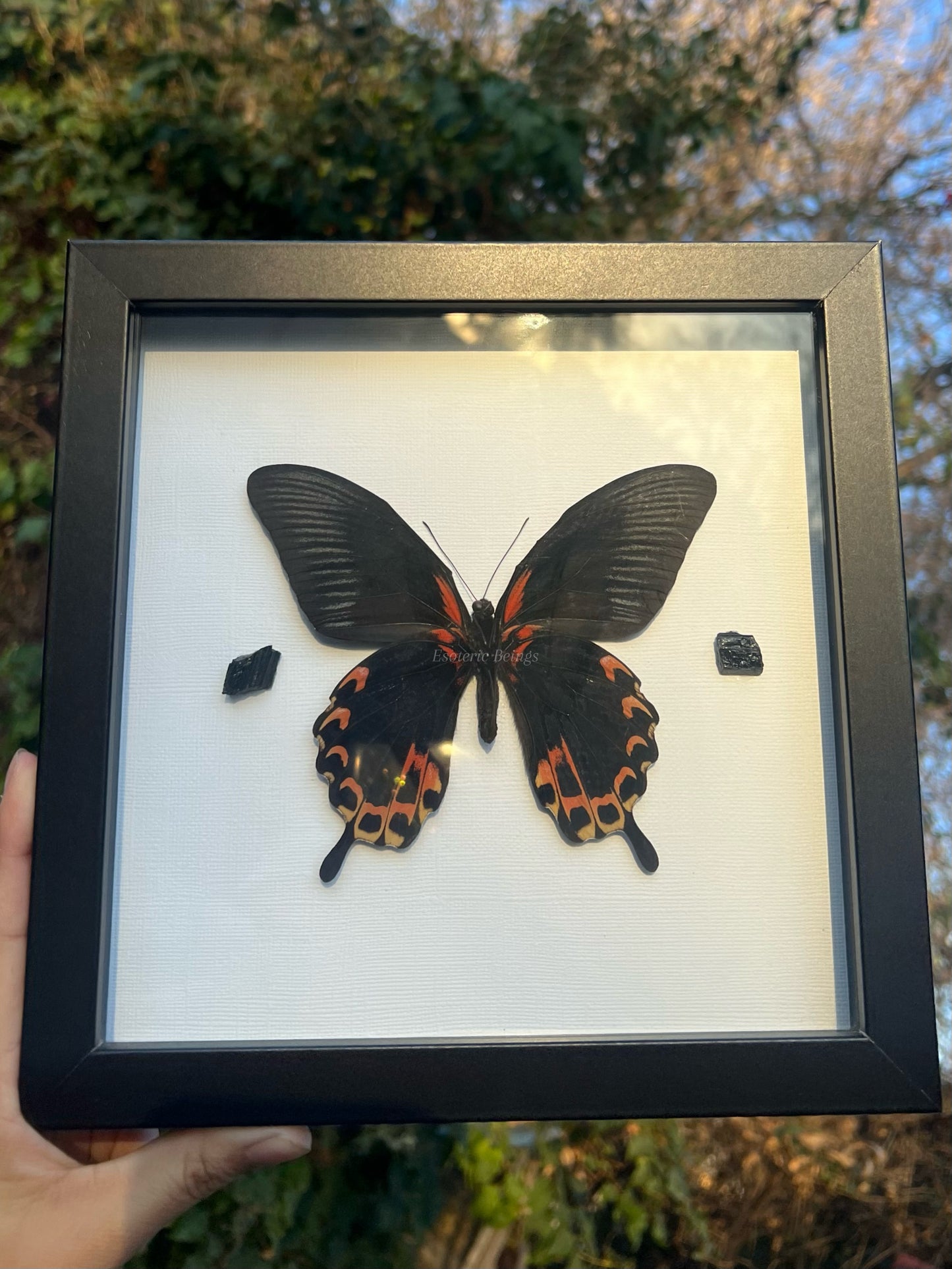 Scarlet Mormon Butterfly “Papilio Rumanzovia Red Swallowtail”