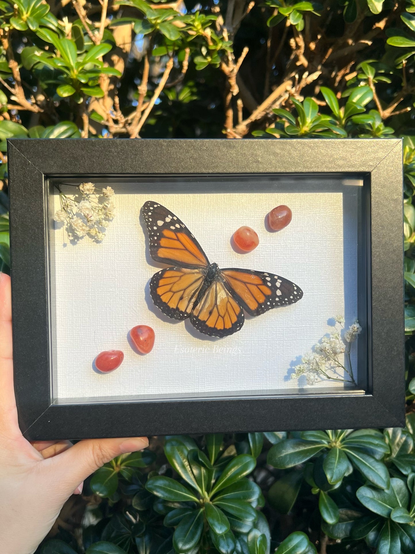 Monarch Butterfly, Danaus Plexippus