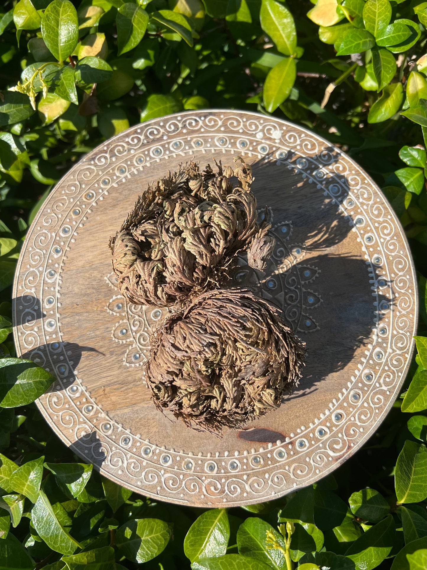 Rose of Jericho