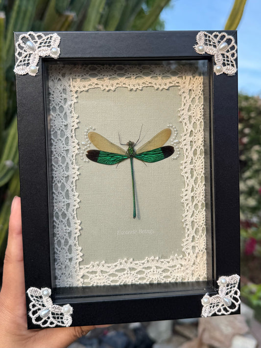 Neurobasis Chinensis, Blue-Green Damselfly