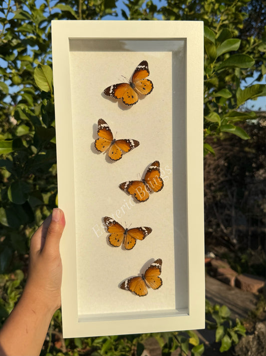 Danaus Chrysippus, African Monarch Butterfly