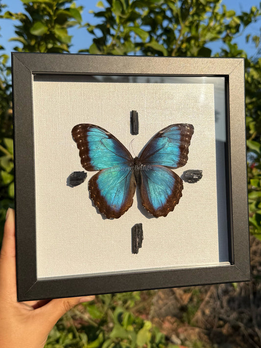 Blue Morpho