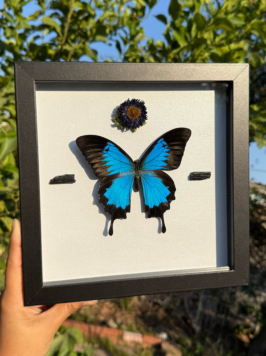 Papilio Ulysses, Mountain Blue Swallowtail