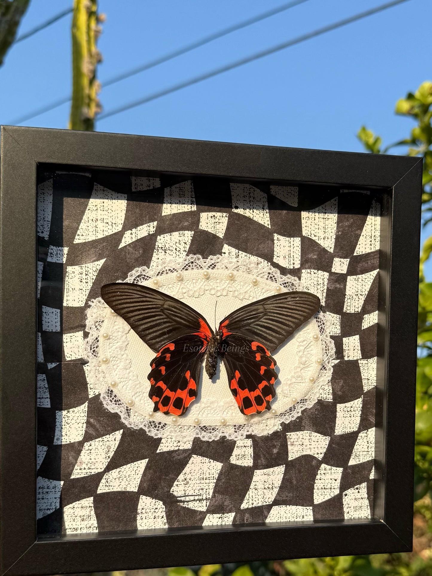 Papilio Rumanzovia, Scarlet Mormon Swallowtail