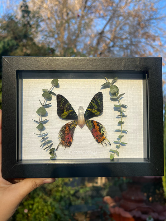 Urania Ripheus Moth the “Sunset Moth”