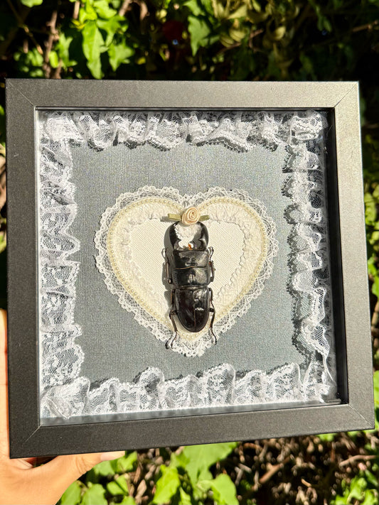 Dorcus Alcides, Stag Beetle [Off White]