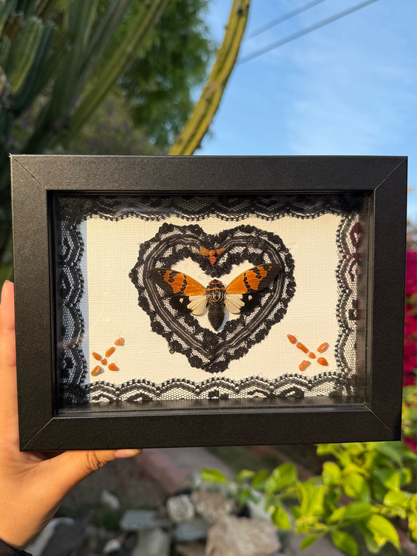 Gaeana Festiva, Cicada