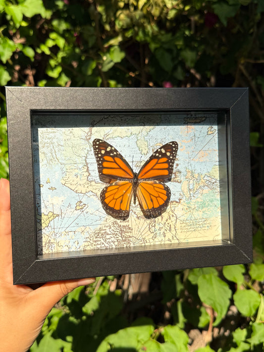 Danaus Plexippus, Monarch Butterfly
