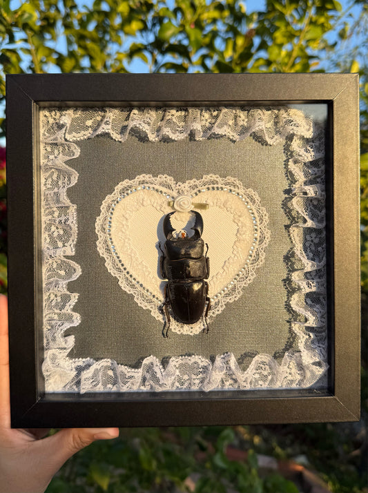 Dorcus Alcides, Stag Beetle [White]