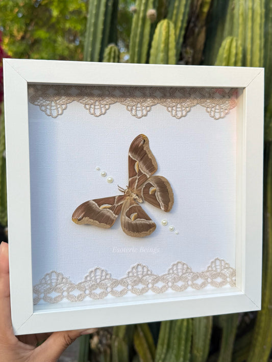 Samia Ricini, Eri Silk Moth