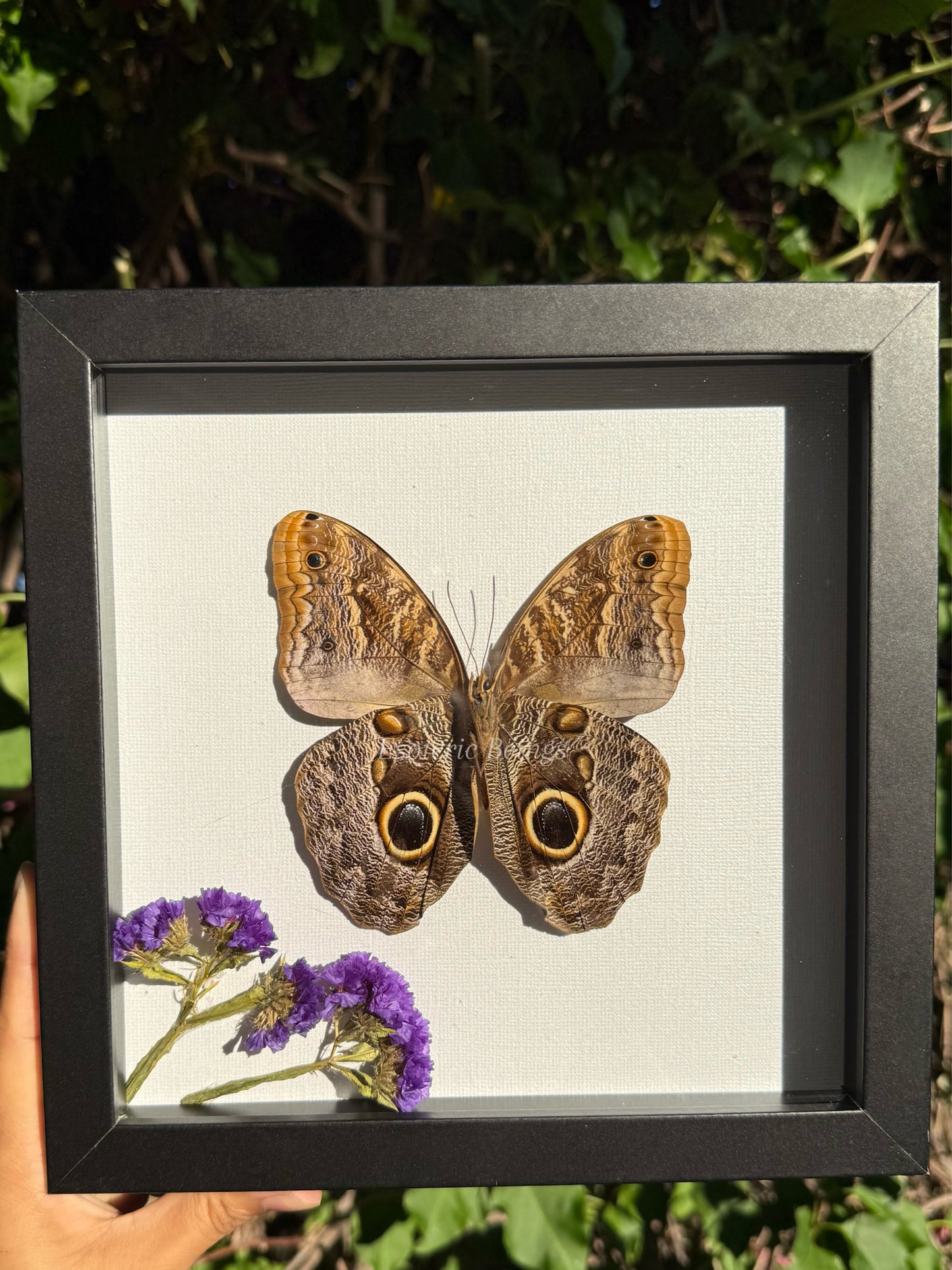 Caligo Eurilochus, Giant Owl Eye Butterfly