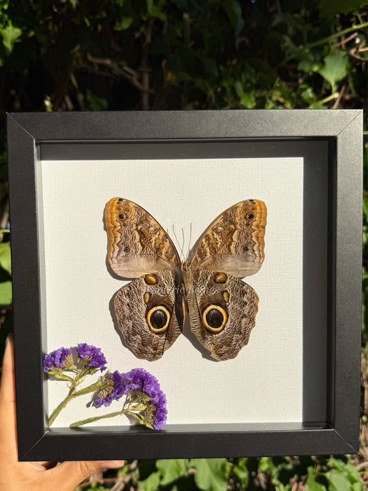 Caligo Eurilochus, Giant Owl Eye Butterfly