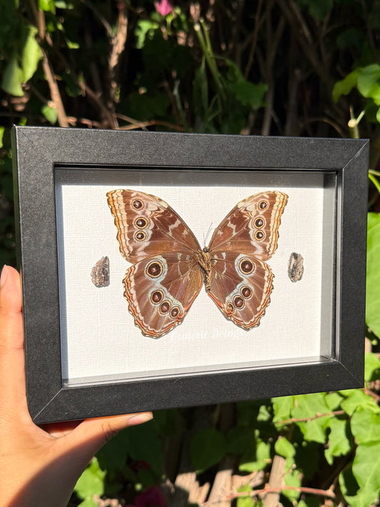 Morpho Helenor Peleides, Blue Morpho Butterfly