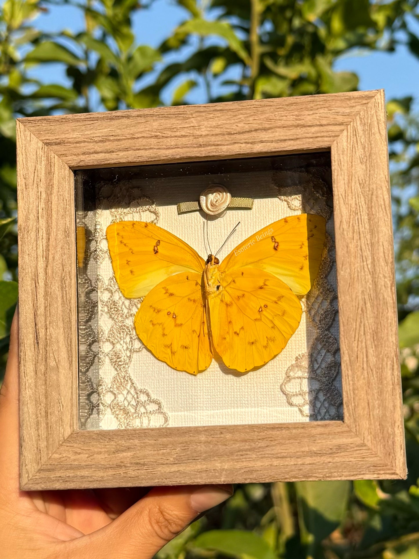 Phoebis Philea, Orange-Barred Sulphur