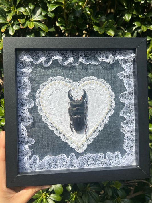 Stag Beetle Love