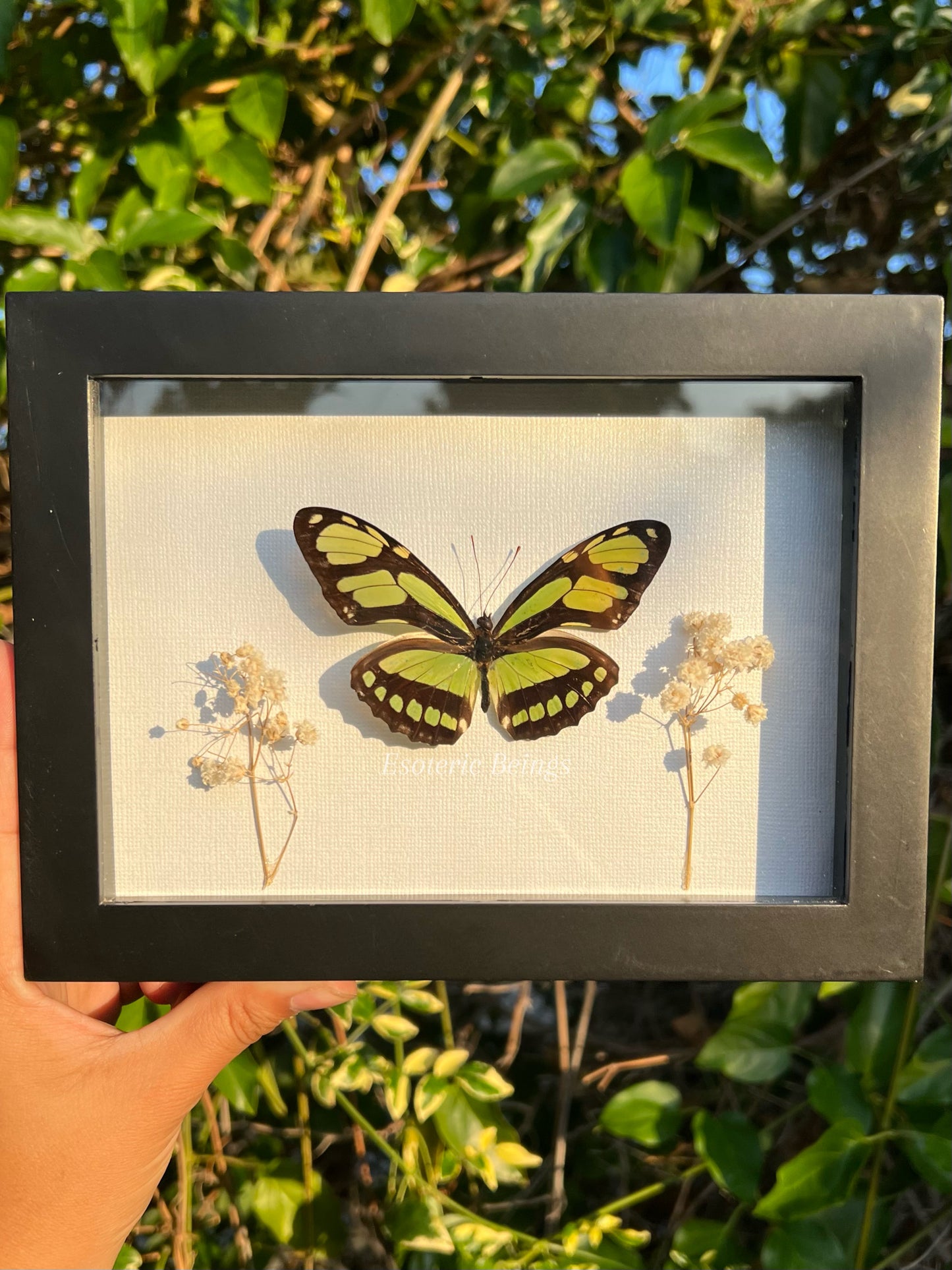 Philaethria Dido,  Dido Longwing Butterfly