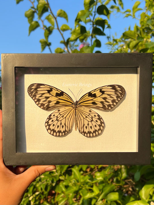 Idea leuconoe, Giant Wood Nymph butterfly