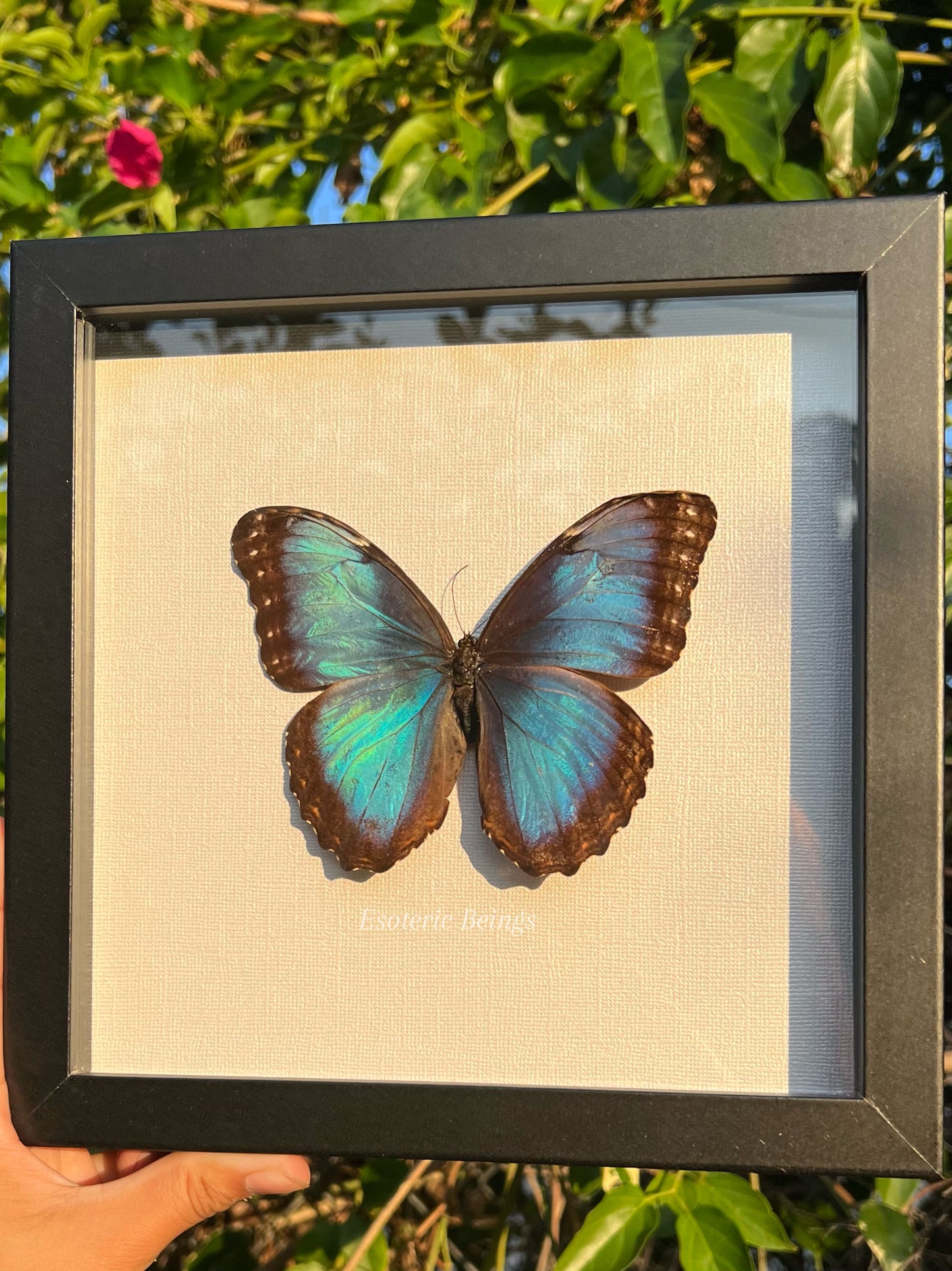 Morpho Helenor Peleides, Blue Morpho Butterfly