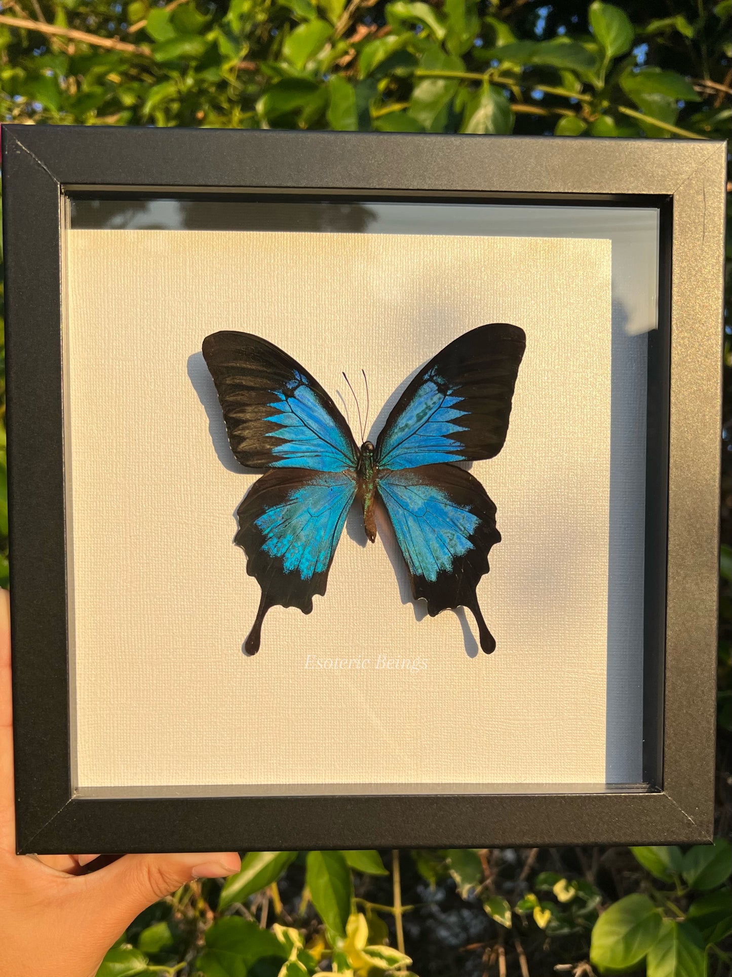 Papilio ulysses,Mountain Blue Swallowtail