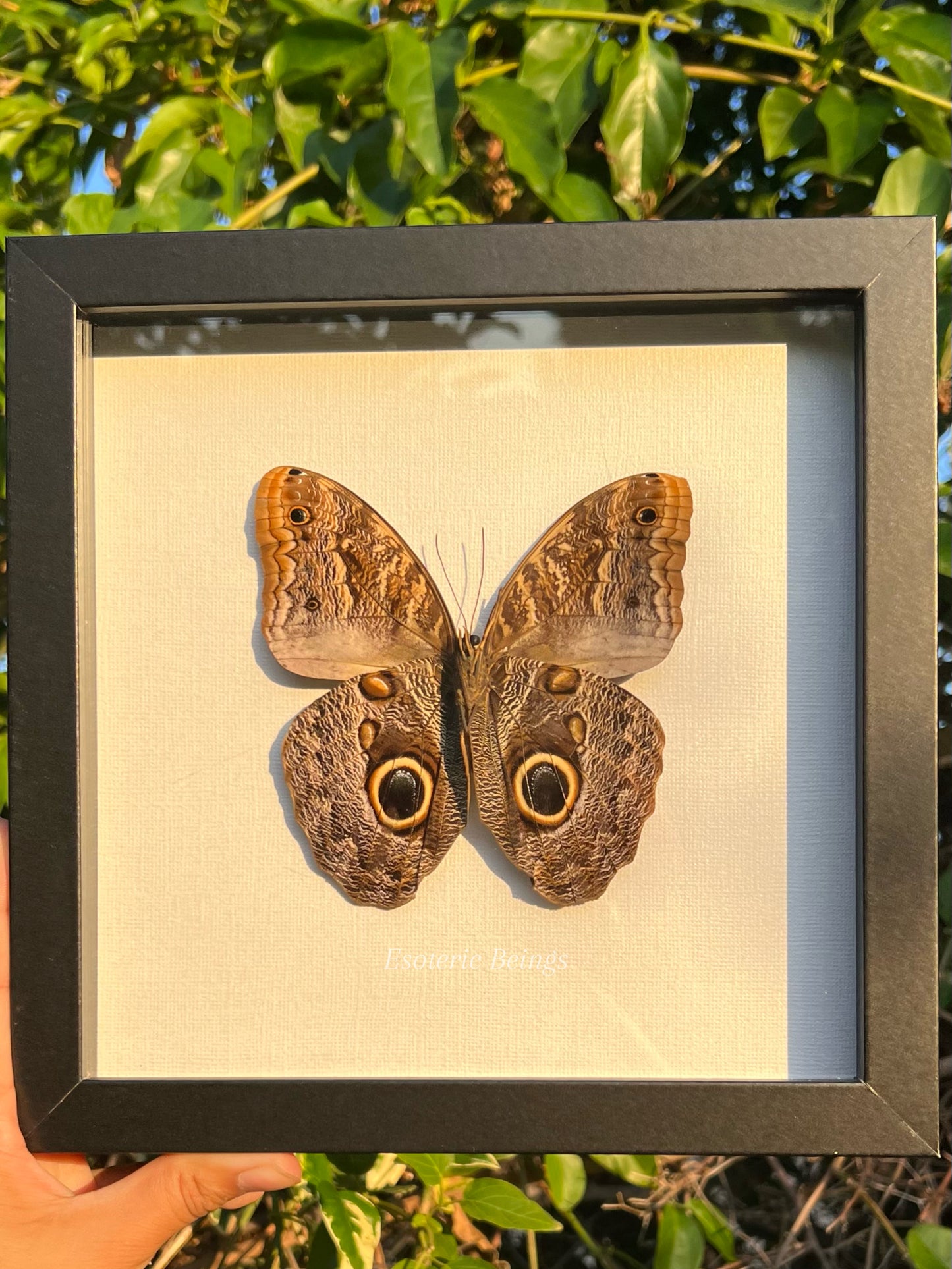 Caligo eurilochus, Giant Owl Eye Butterfly