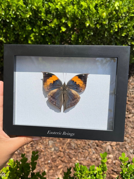 Kallima inachus, Dead Leaf Butterfly