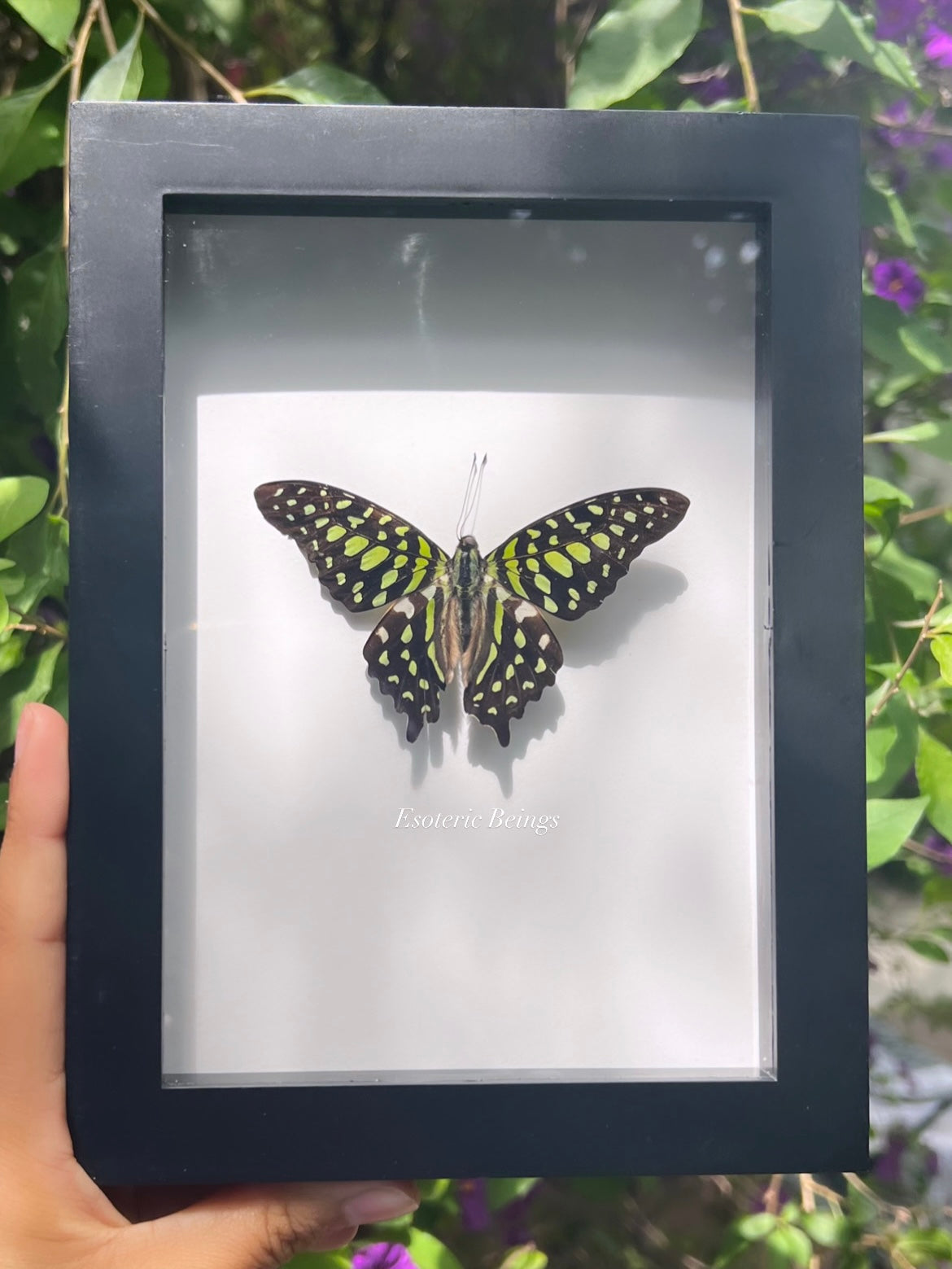 Graphium agamemnon, the Tailed Jay Butterfly