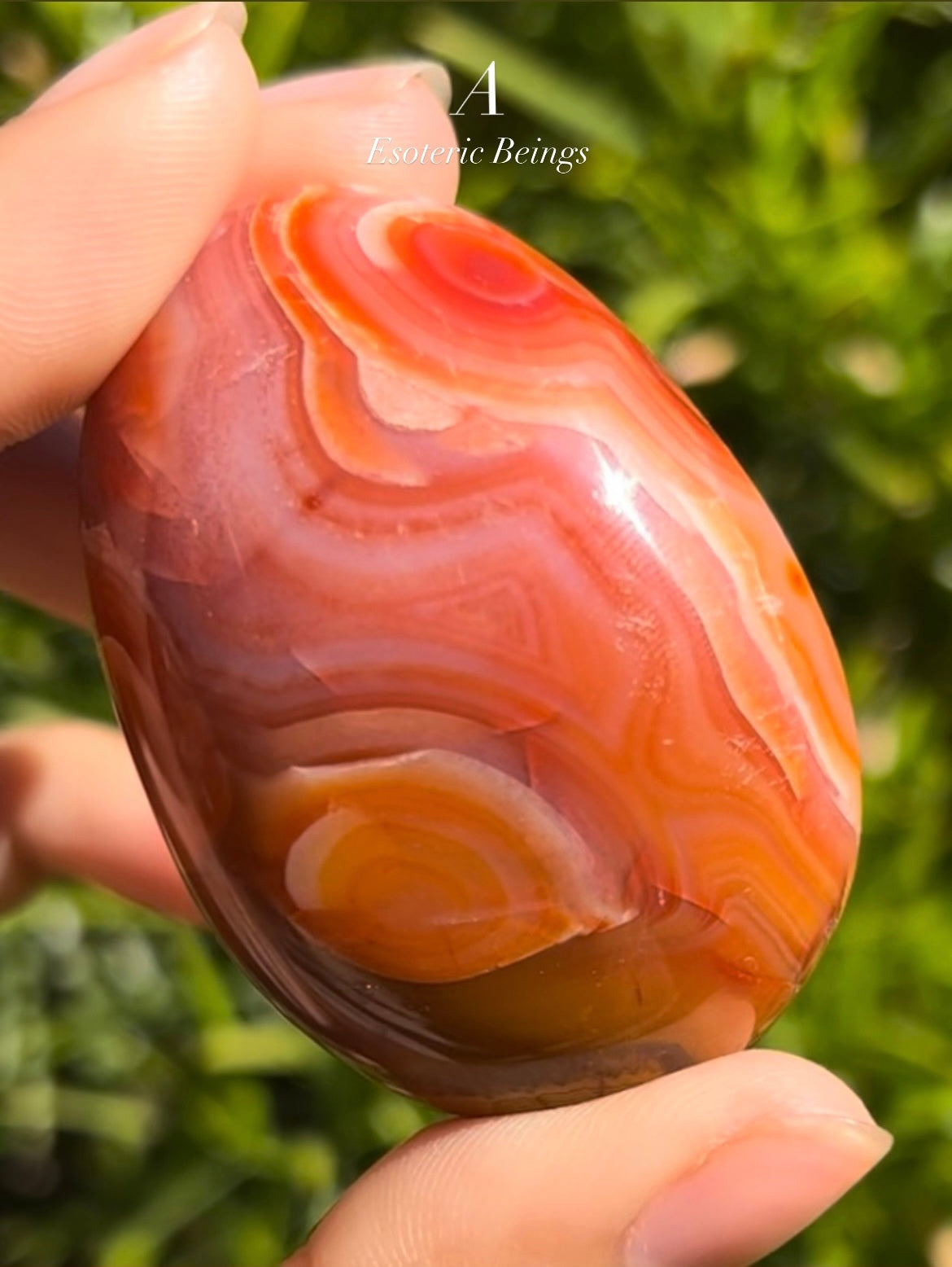 Carnelian Palm