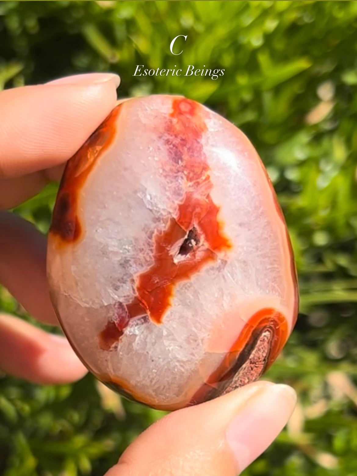 Carnelian Palm