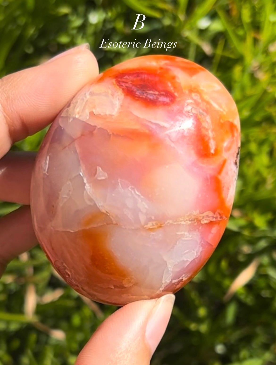 Carnelian Palm