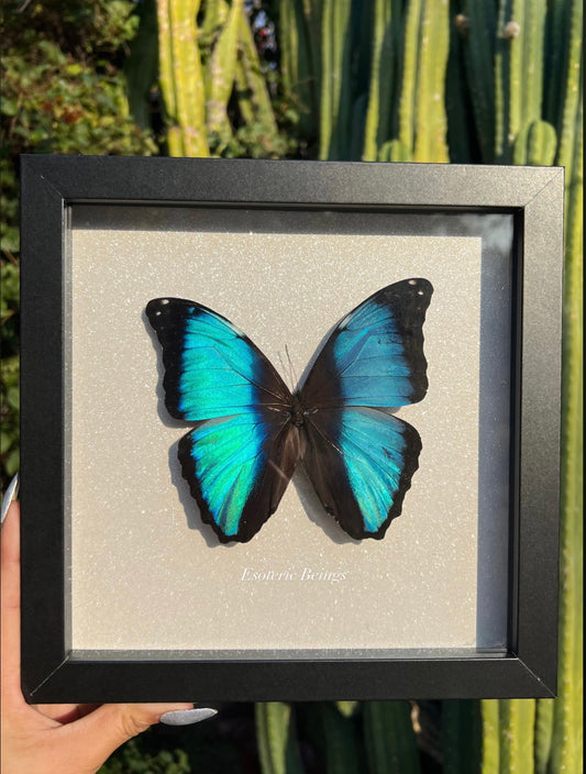 Morpho Achilles, Blue-Banded Morpho